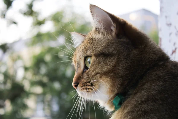 Photo Cat Window Background — Stock Photo, Image