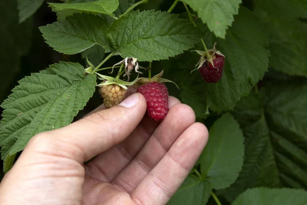 Raspberry Tangan Seorang Pria — Stok Foto