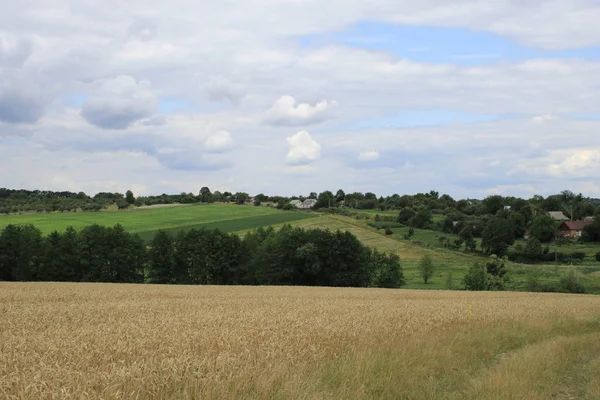 Fırtınalı bir arka planda buğday tarlası