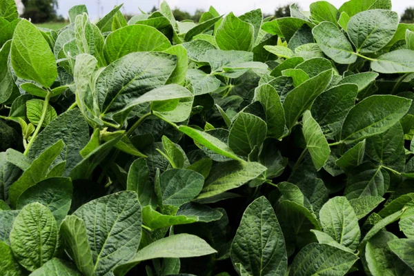 Büyük yeşil fasulye tarlası.