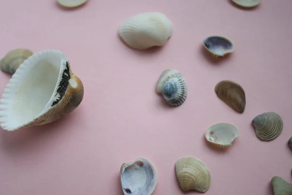 Shells Pink Background — Stock Photo, Image