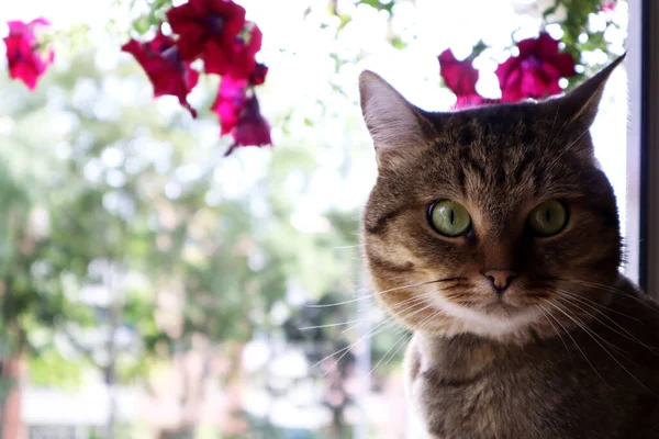 Cat Sitting Windowsill — Stock Photo, Image