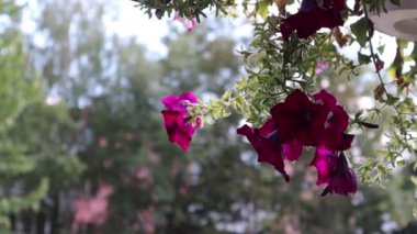 Penceremin dışındaki çiçekler