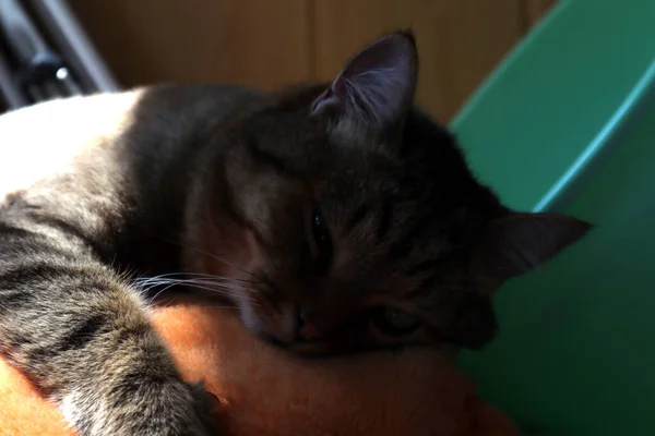 Meine Katze Schläft Auf Einem Kissen — Stockfoto