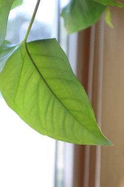 Pencere arka planında yeşil yaprak