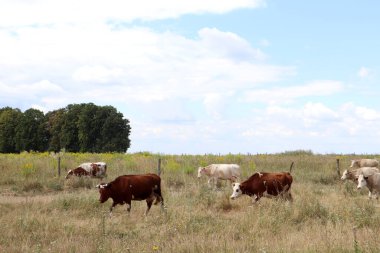 İnekler tarlada otlar.