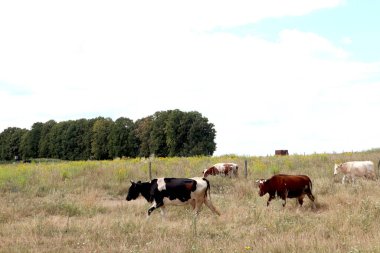 İnekler tarlada otlar.