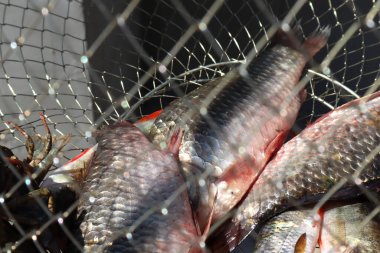 Balık ve yengeç ağda