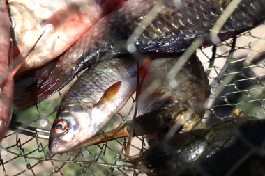 Balık ve yengeç ağda