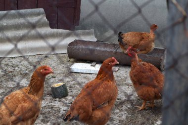 Kızıl İspanyol tavukları çitin arkasında yürüyor