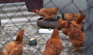 Kızıl İspanyol tavukları çitin arkasında yürüyor