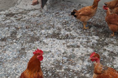 Kızıl İspanyol tavukları çitin arkasında yürüyor