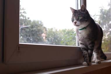 Gri kedim pencerenin kenarında oturuyor.