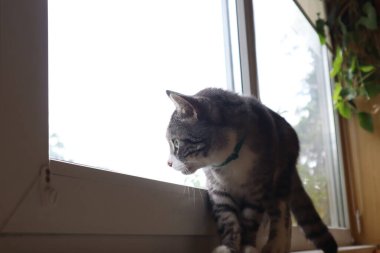 Gri kedim pencerenin kenarında oturuyor.