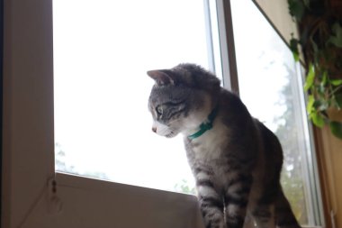 Gri kedim pencerenin kenarında oturuyor.