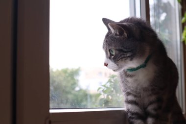 Gri kedim pencerenin kenarında oturuyor.