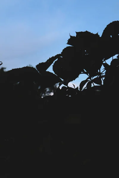 Silhueta Árvore Fundo Céu — Fotografia de Stock