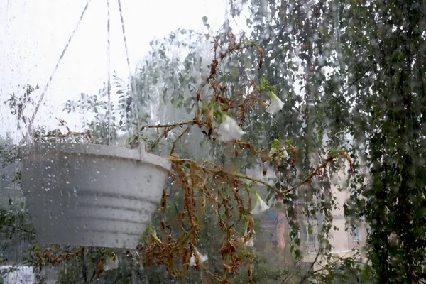 Lluvia Verano Fuera Ventana — Foto de Stock