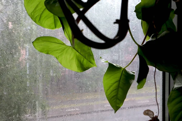 Lluvia Verano Fuera Ventana — Foto de Stock