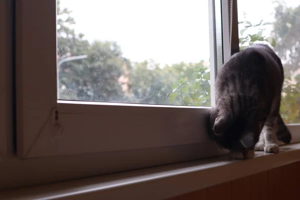 Meine Graue Katze Sitzt Fenster — Stockfoto
