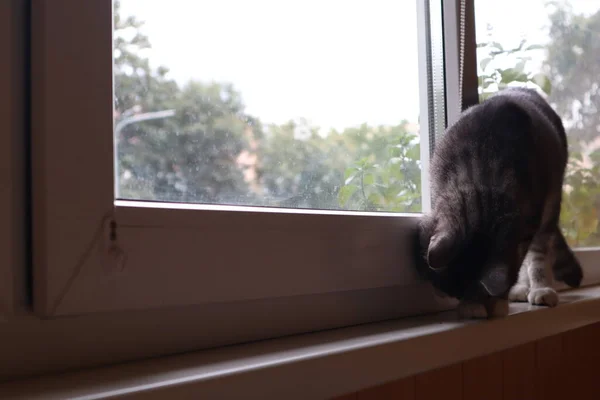 Gray Cat Sitting Window — Stock Photo, Image