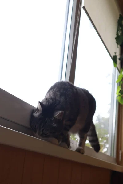 Gato Gris Está Sentado Junto Ventana — Foto de Stock