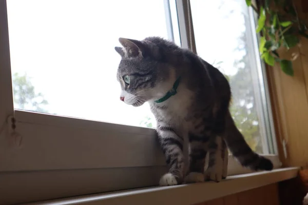 Kucing Abu Abu Saya Duduk Dekat Jendela — Stok Foto