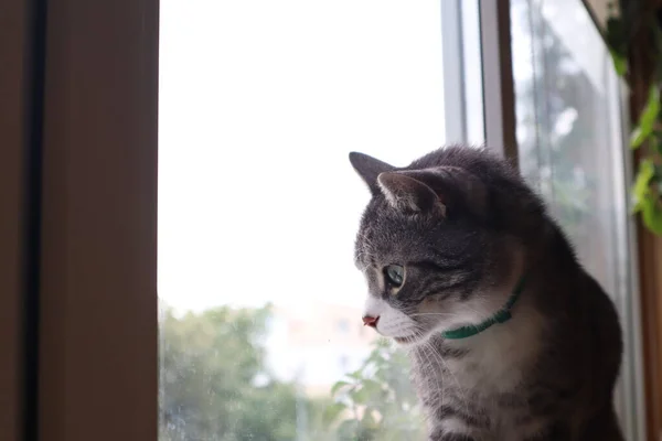 Gato Gris Está Sentado Junto Ventana —  Fotos de Stock