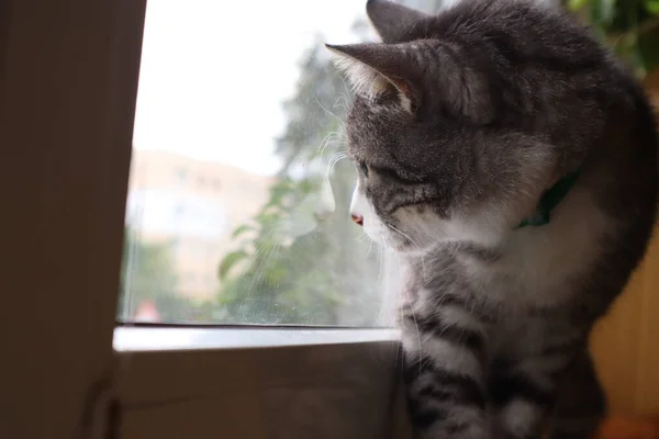 Gray Cat Sitting Window — Stock Photo, Image