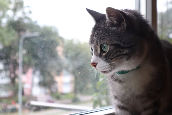 Meine Graue Katze Sitzt Fenster — Stockfoto