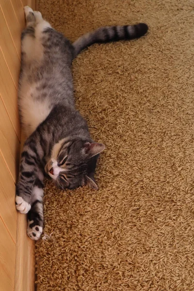 Die Katze Schläft Auf Dem Teppich — Stockfoto