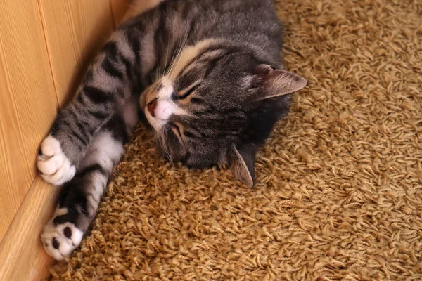 Die Katze Schläft Auf Dem Teppich — Stockfoto