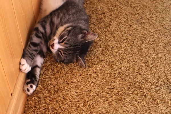 Gato Duerme Alfombra — Foto de Stock