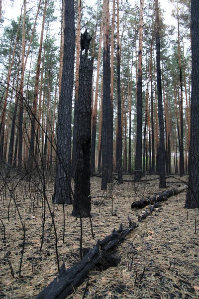 Floresta após fogo pinho queimado quebrado e arbustos — Fotografia de Stock