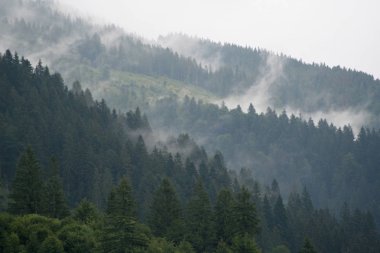 Dağlardaki ormanda sis var.