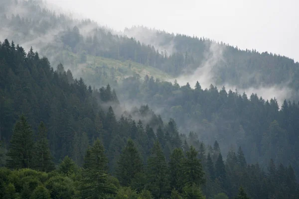 Ομίχλη πάνω από το δάσος στα βουνά — Φωτογραφία Αρχείου