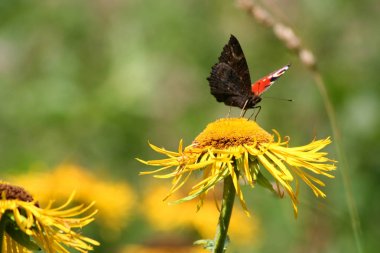 Yeşil bir arka plan üzerinde sarı çiçek parlak kelebek