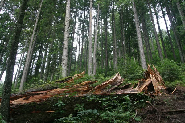 Árvore quebrada na floresta no verão — Fotografia de Stock