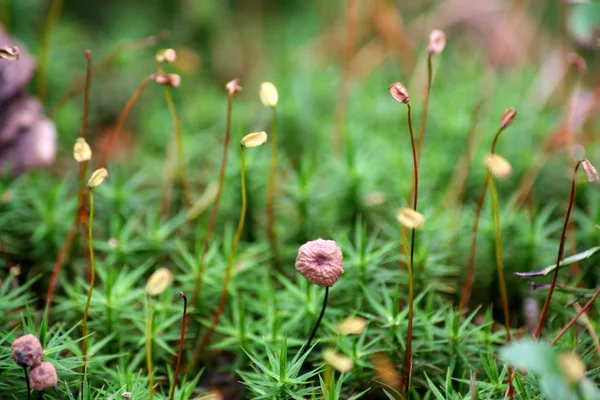 Grama de musgo verde na macro floresta — Fotografia de Stock