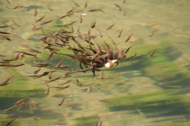 Su yüzeyinde dere alabalığı