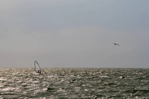 Windsurfer on the sea and a seagull in the sky — Stock Photo, Image
