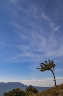 Dağların ve gökyüzünün arka planında yalnız ağaç