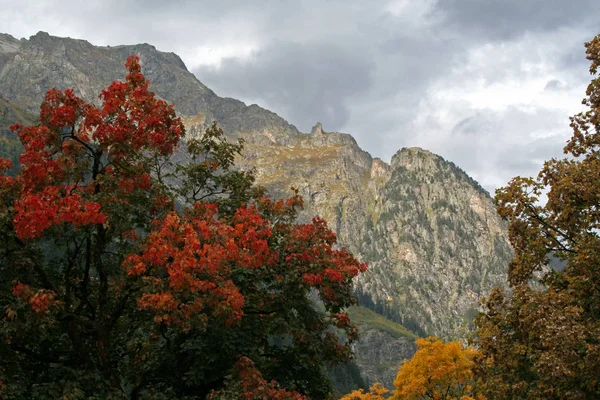 Осень в горах. Желтые деревья на фоне заснеженных гор. Горный пейзаж — стоковое фото
