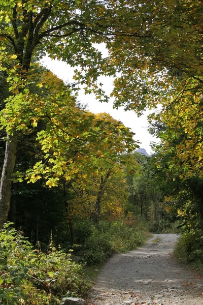 Trail in het herfst bos in de bergen Stockafbeelding