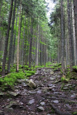 Kozalaklı ormanların arasındaki yamaçta kayalarla benekli dağ izleri..