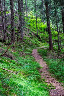 Yeşil kozalaklı ormandaki çalıların, yosunların ve ağaçların arasında kökleri ve taşları olan dağ yolu..