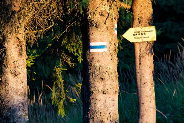 Tronco Árvore Com Uma Marcação Uma Rota Turística Perto Caminho — Fotografia de Stock