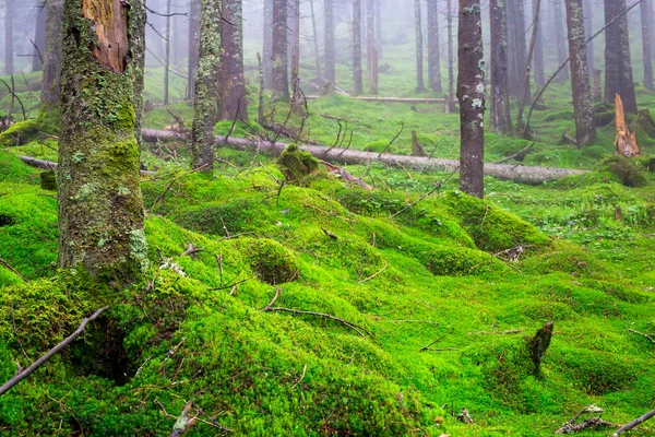 Floresta Coníferas Nebulosas Crescendo Uma Montanha Verde Com Musgo Grama — Fotografia de Stock