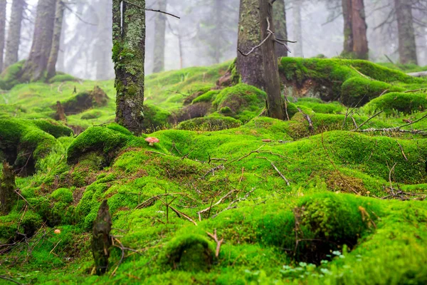 Red Mushroom Moss Foggy Coniferous Forest Slope Mountains — Stock Photo, Image