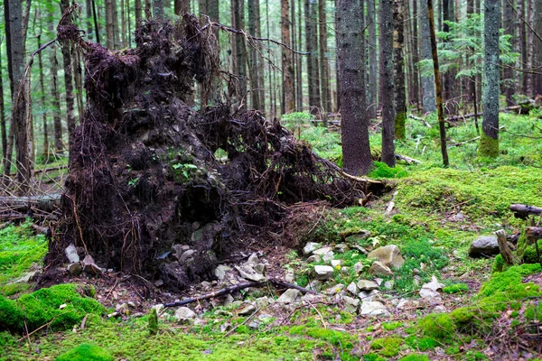 Tronco Uma Árvore Caída Com Raízes Saindo Chão Entre Musgo — Fotografia de Stock